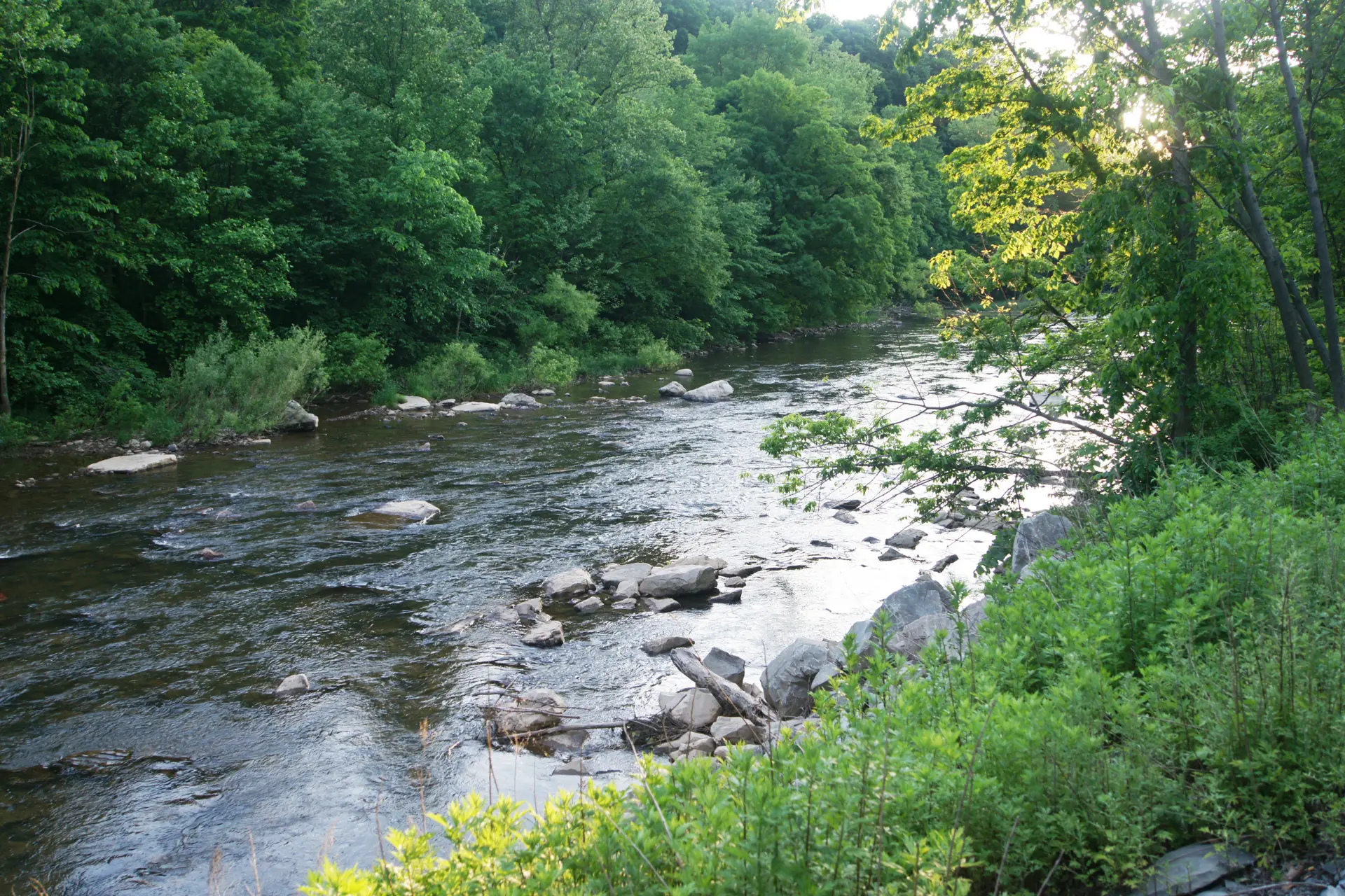 A rocky stretch of Loyalhanna Creek flowing through dense summer forest in the Laurel Highlands